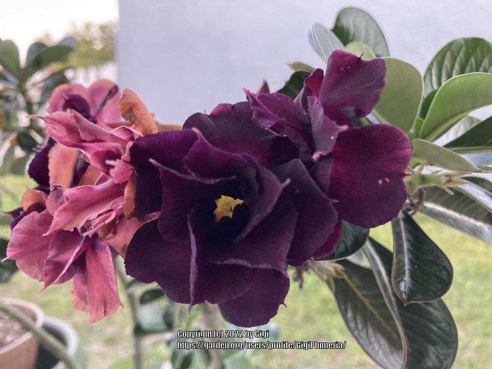 Photo of Desert Rose (Adenium obesum 'Night Shadow') uploaded by GigiPlumeria