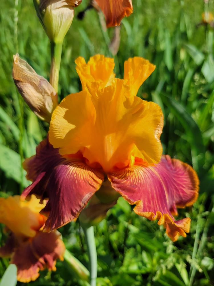 Photo of Tall Bearded Iris (Iris 'Bottle Rocket') uploaded by KyDeltaD