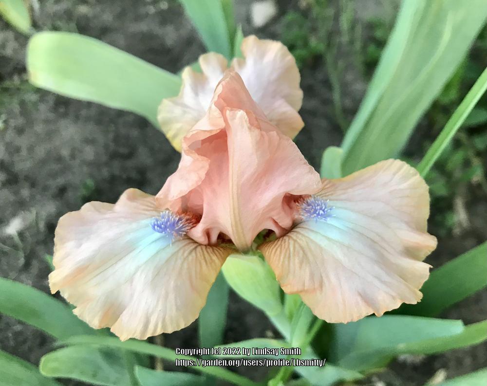 Photo of Standard Dwarf Bearded Iris (Iris 'Pinkster') uploaded by Lbsmitty