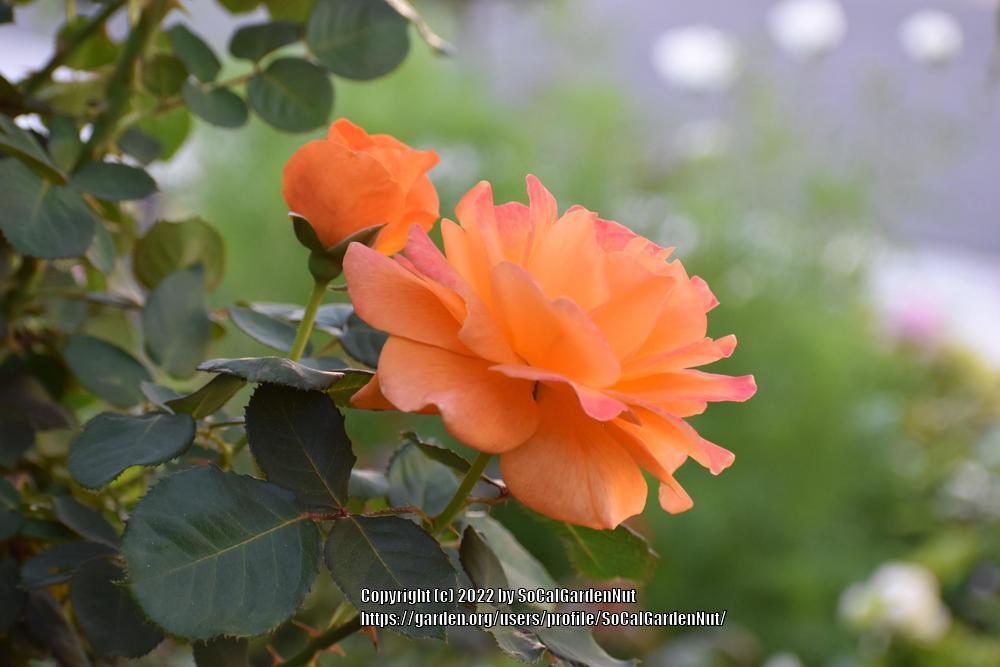 Photo of Rose (Rosa 'Vavoom') uploaded by SoCalGardenNut