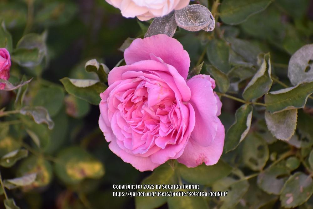 Photo of Rose (Rosa 'Grande Dame') uploaded by SoCalGardenNut