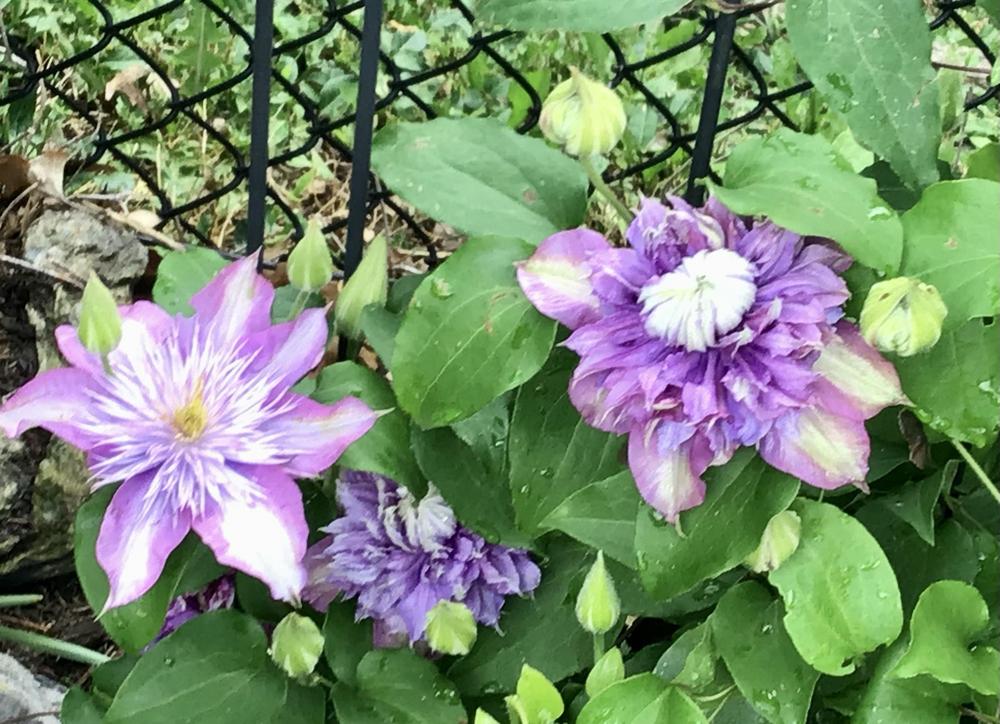 Photo of Clematis Josephine™ uploaded by floota