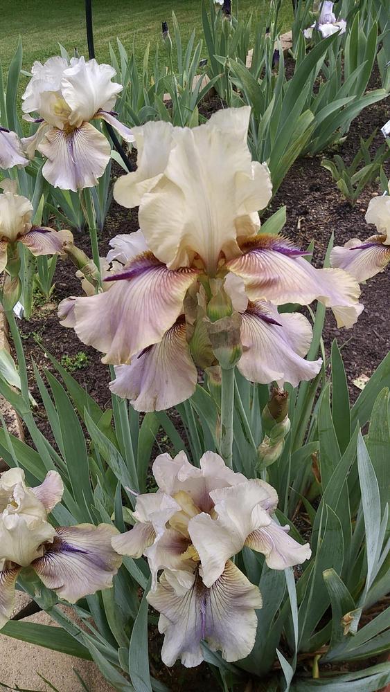 Photo of Tall Bearded Iris (Iris 'Thornbird') uploaded by floota