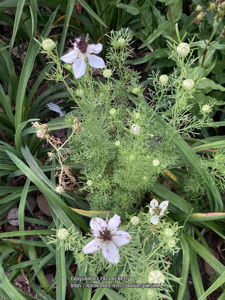Photo of Spanish Love-in-a-Mist (Nigella hispanica 'African Bride') uploaded by piksihk