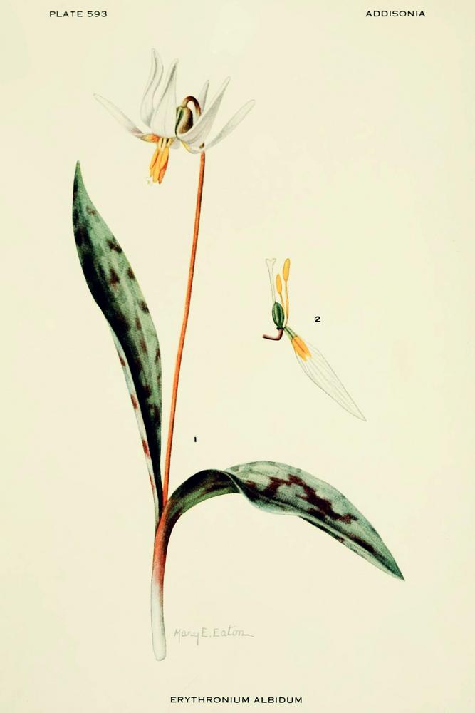 Photo of White Trout-Lily (Erythronium albidum) uploaded by scvirginia
