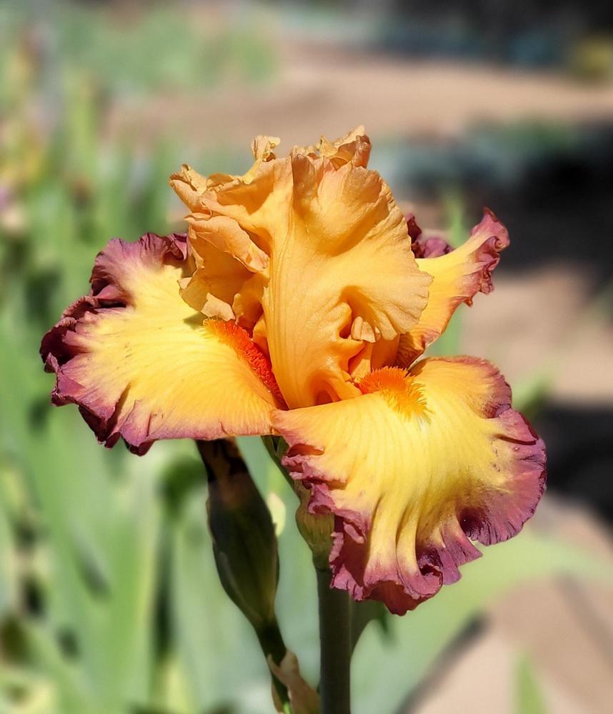 Photo of Tall Bearded Iris (Iris 'Glimmer of Hope') uploaded by Bitoftrouble