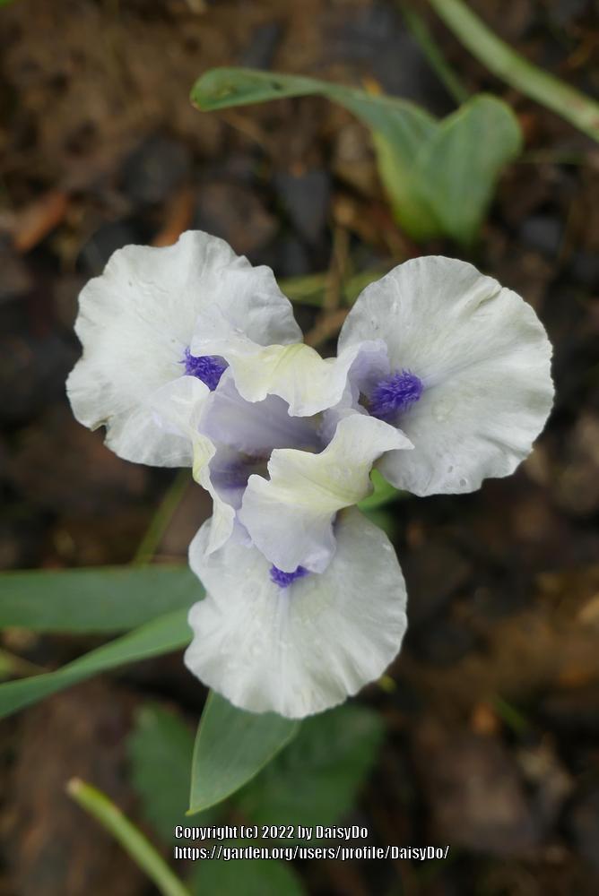 Photo of Standard Dwarf Bearded Iris (Iris 'Bluebeard's Ghost') uploaded by DaisyDo