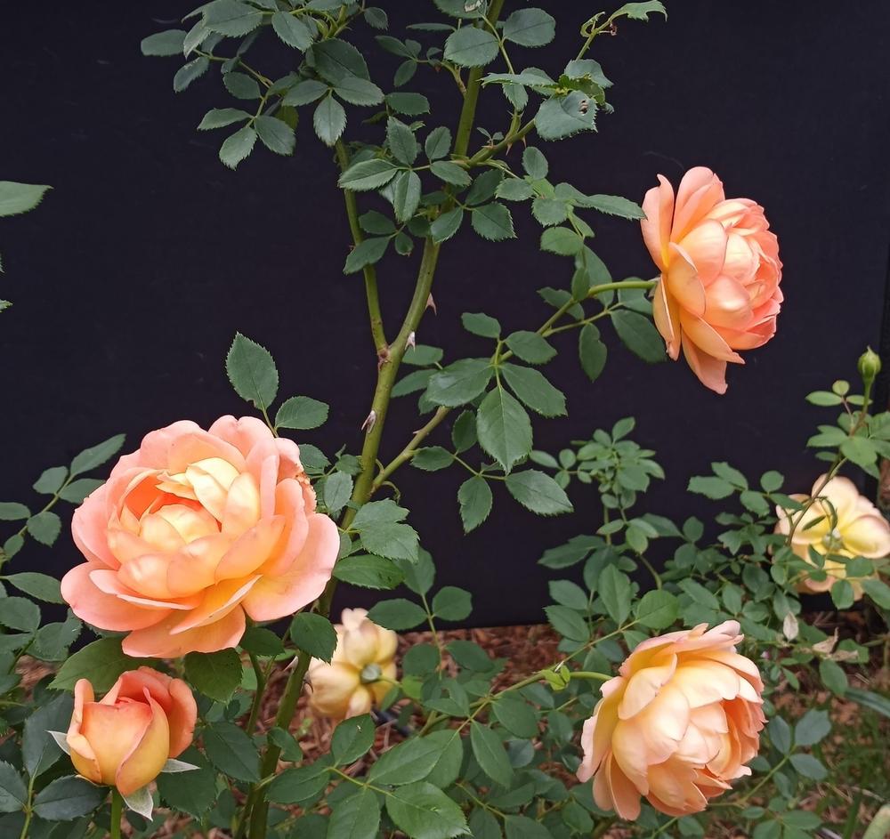 Photo of English Shrub Rose (Rosa 'Lady of Shalott') uploaded by FAIRYROSE