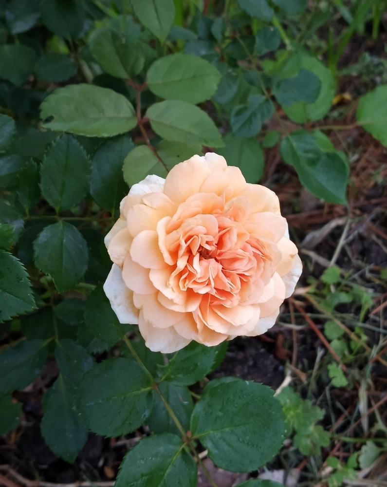 Photo of Hybrid Musk Rose (Rosa 'Buff Beauty') uploaded by FAIRYROSE