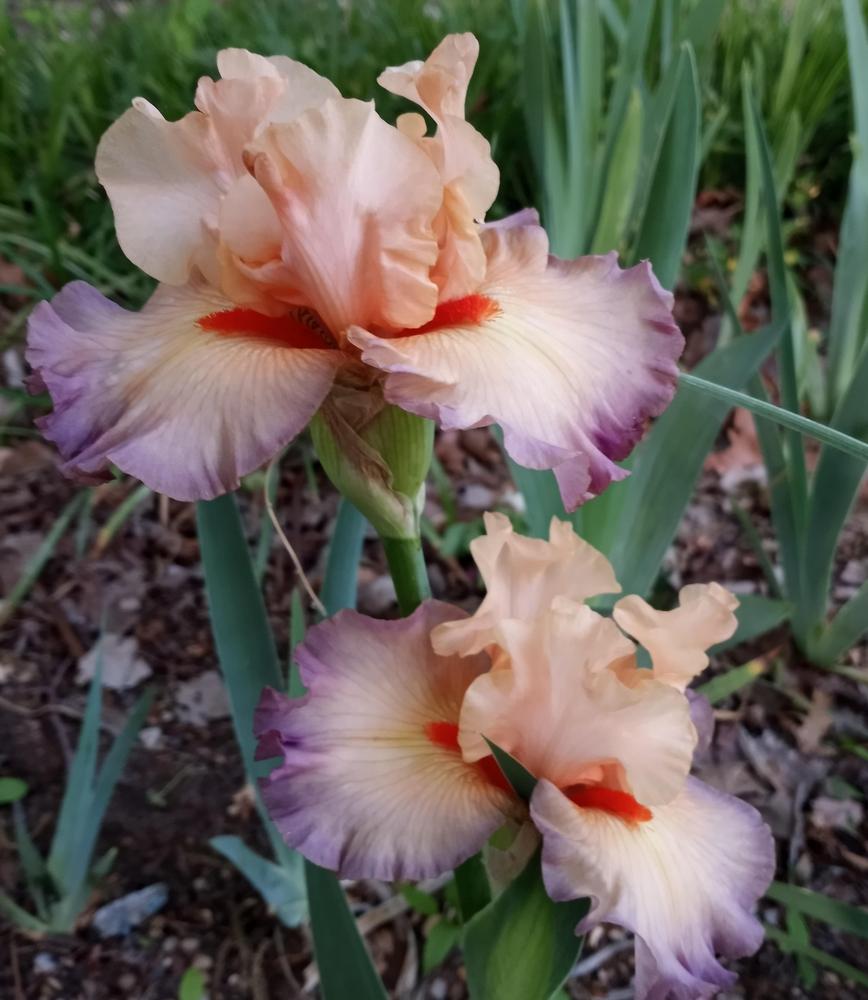 Photo of Tall Bearded Iris (Iris 'Parisian Dawn') uploaded by FAIRYROSE