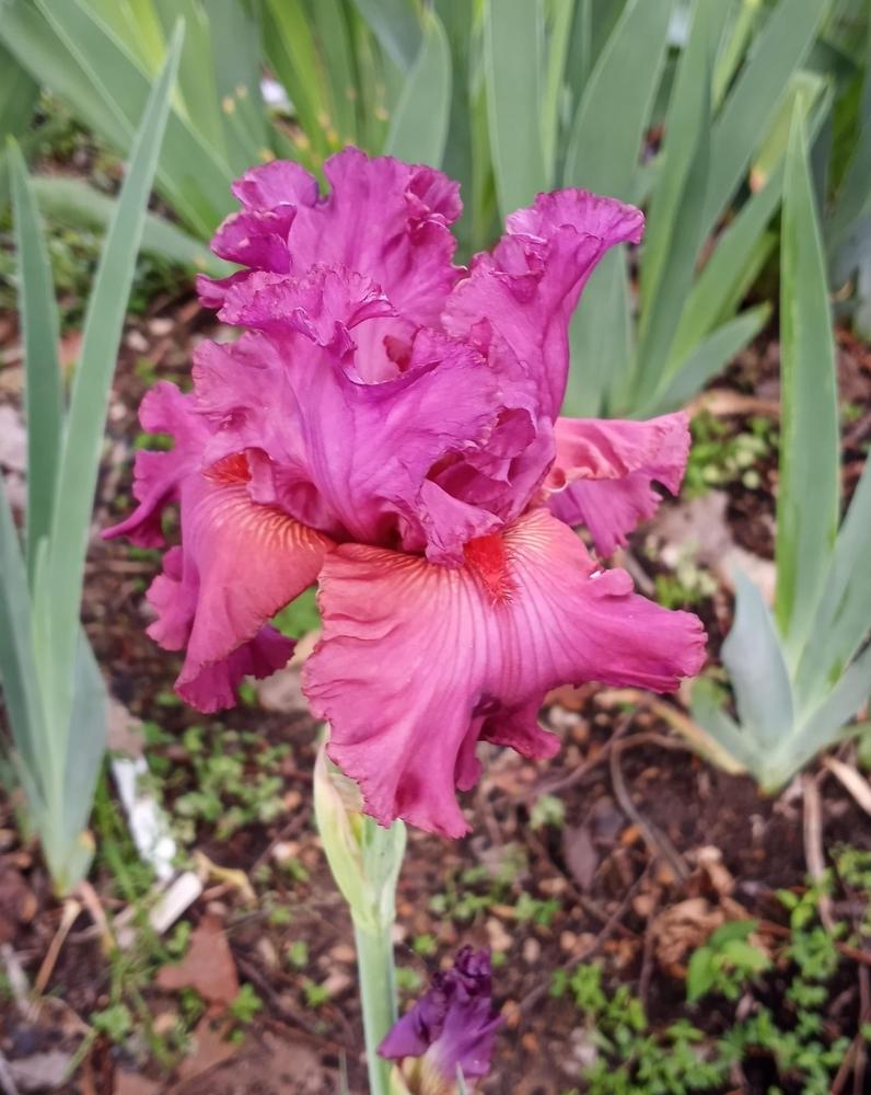 Photo of Tall Bearded Iris (Iris 'Fashionably Late') uploaded by FAIRYROSE