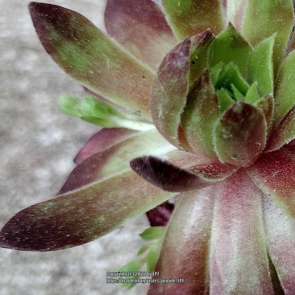 Photo of Hen and Chicks (Sempervivum 'Flasher') uploaded by FPF