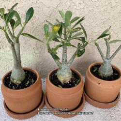 Location: My garden in Tampa, Florida
Date: 2022-05-14
My new clearance rescue with nice pots.