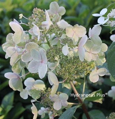 Photo of Late Panicle Hydrangea (Hydrangea paniculata Quick Fire®) uploaded by Joy