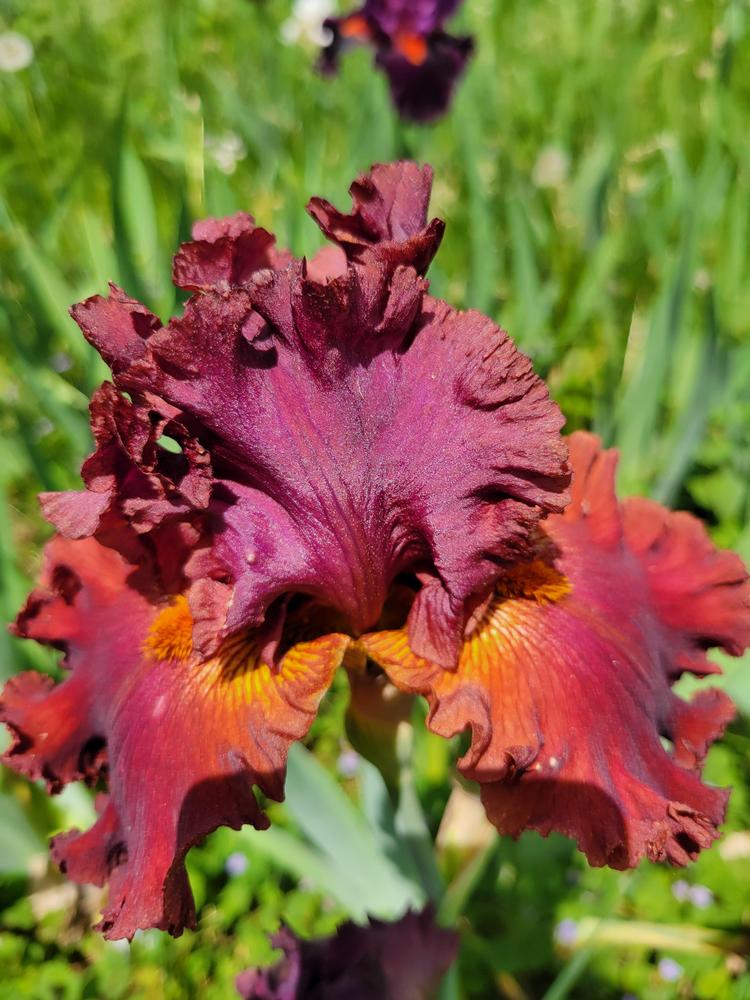 Photo of Tall Bearded Iris (Iris 'Ready for My Closeup') uploaded by KyDeltaD