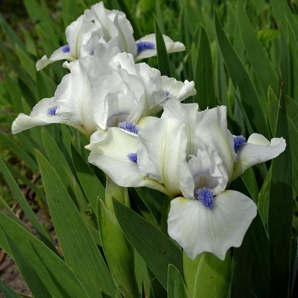 Photo of Standard Dwarf Bearded Iris (Iris 'Serenity Prayer') uploaded by Orsola