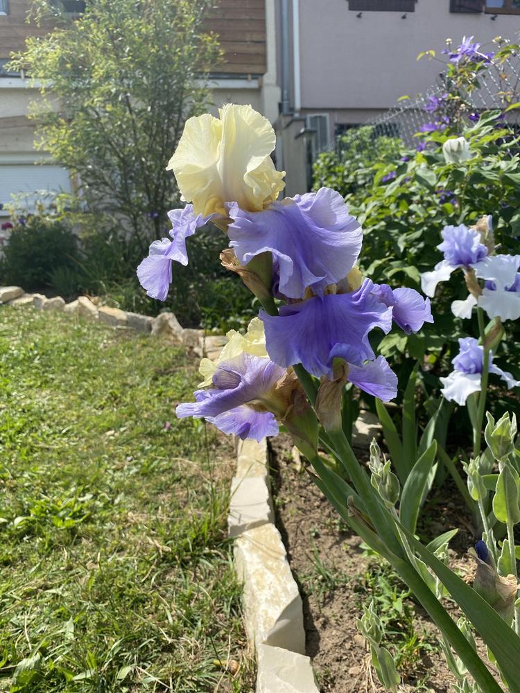 Photo of Tall Bearded Iris (Iris 'Haut les Voiles') uploaded by REVULSERAS