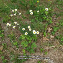Location: Southern Pines, NC (Boyd House grounds)
Date: May 13, 2022
Oxeye Daisy #163; RAB page 1183, 179-82-1, formerly Chrysanthemum
