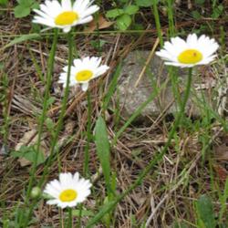Location: Southern Pines, NC (Boyd House grounds)
Date: May 13, 2022
Oxeye Daisy #163; RAB page 1183, 179-82-1, formerly Chrysanthemum