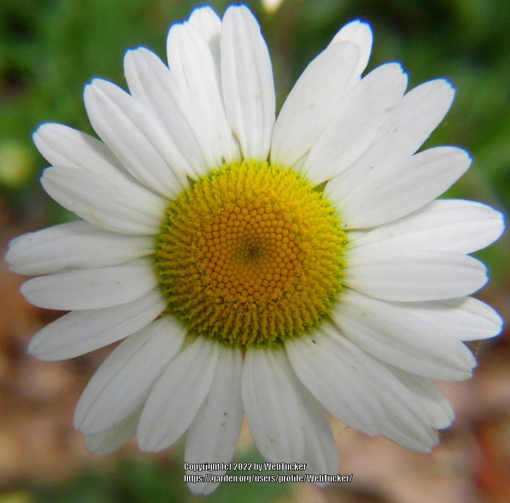 Photo of Oxeye Daisy (Leucanthemum vulgare) uploaded by WebTucker