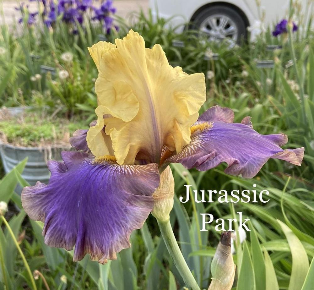 Photo of Tall Bearded Iris (Iris 'Jurassic Park') uploaded by amberjewel