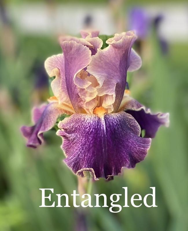 Photo of Tall Bearded Iris (Iris 'Entangled') uploaded by amberjewel