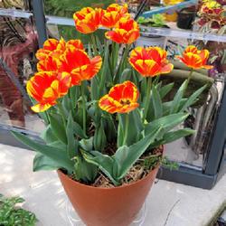 Location: Ann Arbor, Michigan
Date: 2022-05-11
Overwintered in garage, bloomed beautifully in May, Darwin Tulip 