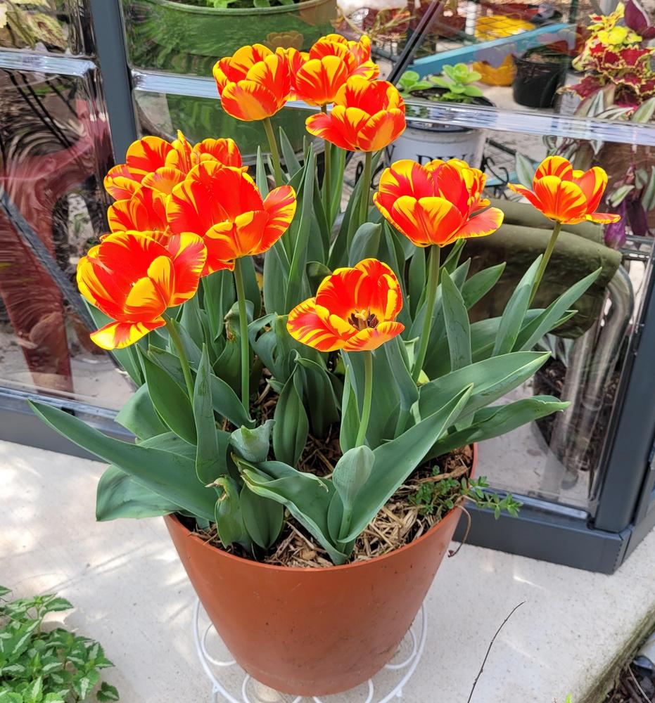 Photo of Darwin Tulip (Tulipa 'Banja Luka') uploaded by dnrevel