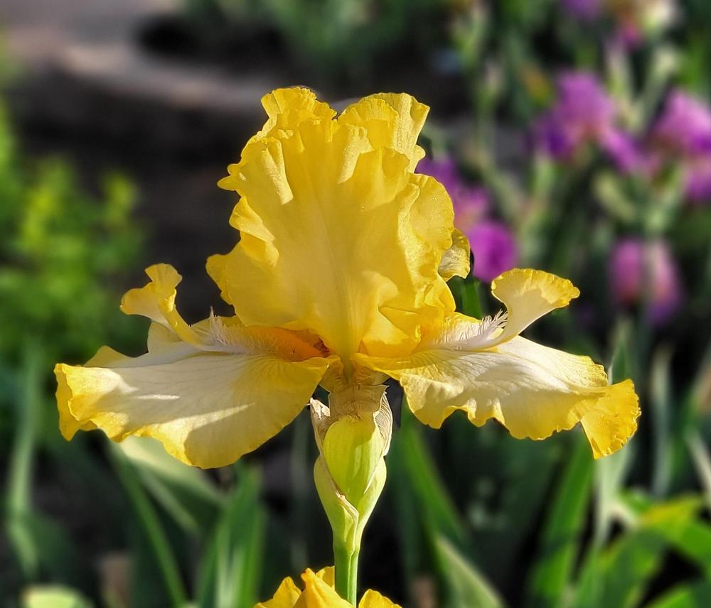 Photo of Tall Bearded Iris (Iris 'Abby and Me') uploaded by Bitoftrouble