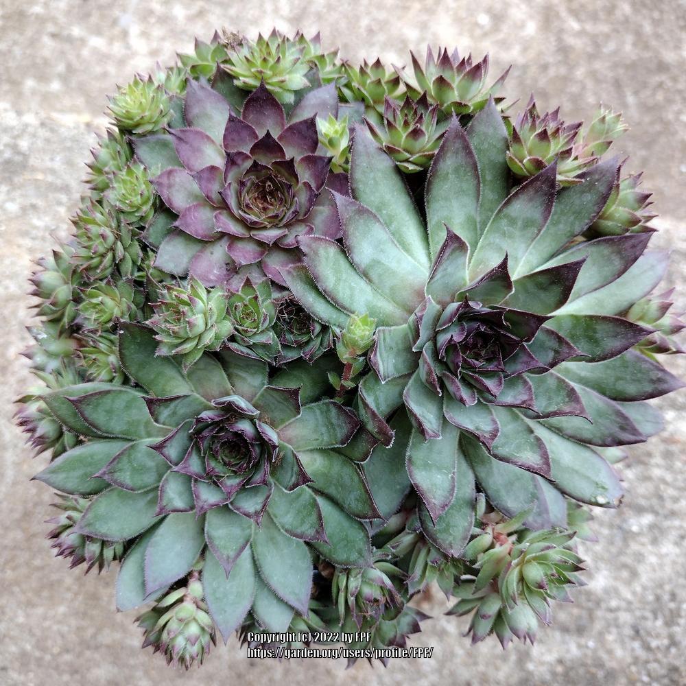 Photo of Sempervivum uploaded by FPF