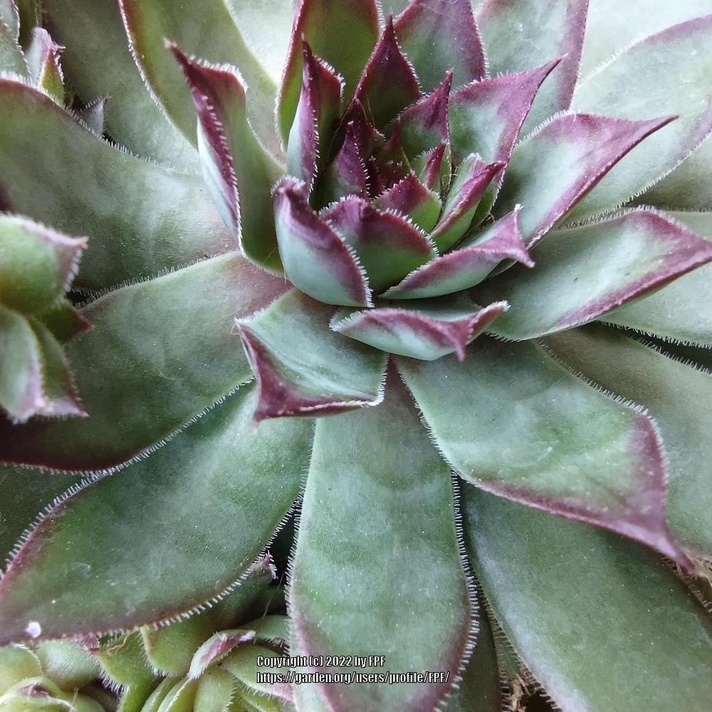 Photo of Sempervivum uploaded by FPF