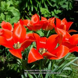 Location: Wallsend, Tyne and Wear, England
Date: 2022-05-14
Tulipa linifolia 'Salmon Gem'