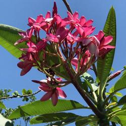 Location: My garden in Tampa, Florida
Date: 2022-05-15
My tall Miami Rose plumeria is blooming beautifully!