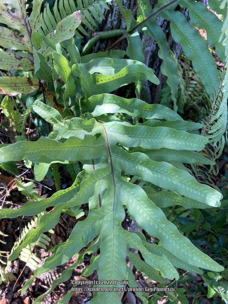 Photo of Cabbage Palm Fern (Phlebodium aureum) uploaded by GigiPlumeria