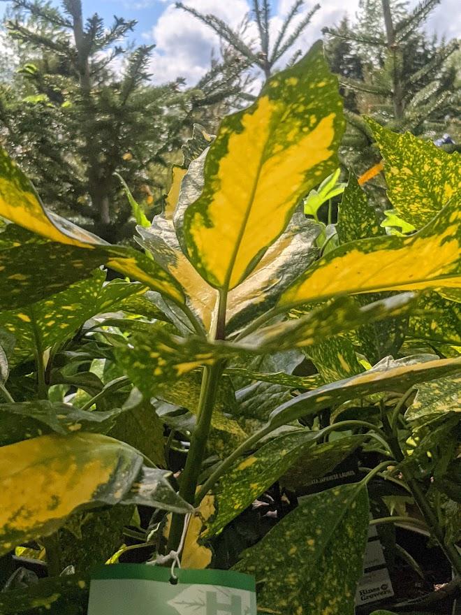 Photo of Gold Dust Plant (Aucuba japonica 'Variegata') uploaded by Joy