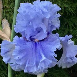 
 This iris has all the characteristics we want to see in a Tb Iri