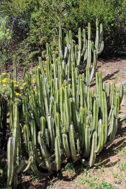 Photo of Canary Island Spurge (Euphorbia canariensis) uploaded by RuuddeBlock