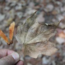 Location: Bosque De Arce (Maple Forest), a park near Talpa de Allende, Jalisco, Mexico
Date: May 2016
Seed pods and fallen leaves of Jalisco Maple
