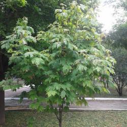 Location: University of Guadalajara, Jalisco, Mexico
Date: June 2015
Maple growing on campus