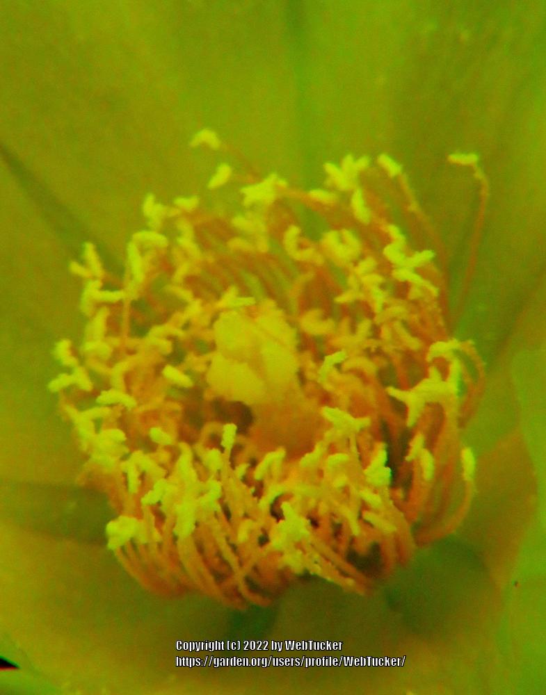 Photo of Eastern Prickly Pear (Opuntia humifusa) uploaded by WebTucker