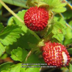 Location: Aberdeen, NC
Date: March 15,  2022
Mock strawberry #110; RAB p. 533, 97-2-1; AG p. 154, 33-10-?;  LH