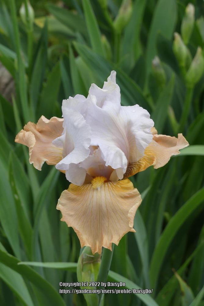 Photo of Tall Bearded Iris (Iris 'Champagne Elegance') uploaded by DaisyDo