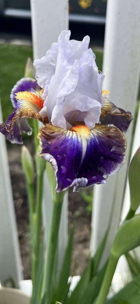 Photo of Intermediate Bearded Iris (Iris 'Dazzling') uploaded by MrsMud