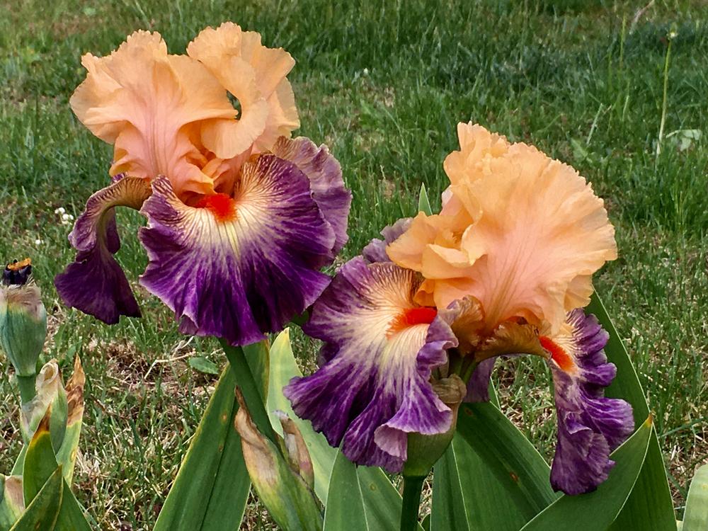 Photo of Tall Bearded Iris (Iris 'Undercurrent') uploaded by Neela