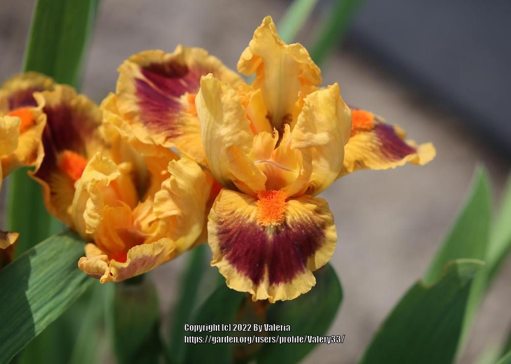 Photo of Standard Dwarf Bearded Iris (Iris 'Bright') uploaded by Valery33