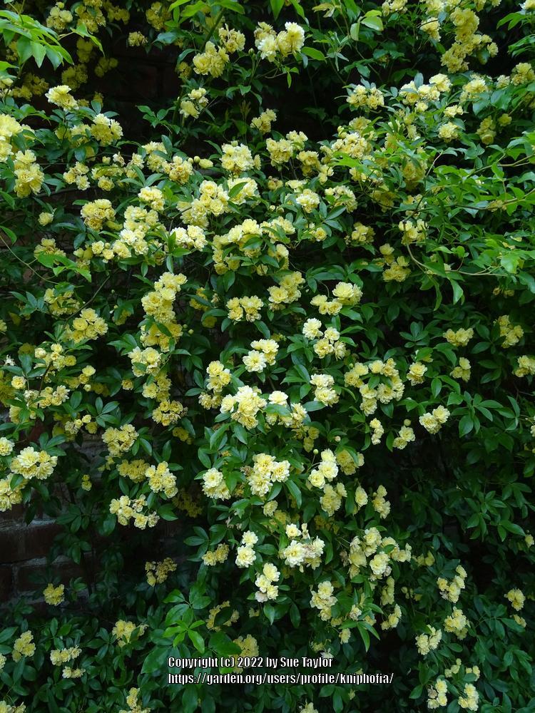 Photo of Lady Banks Yellow (Rosa banksiae 'Lutea') uploaded by kniphofia