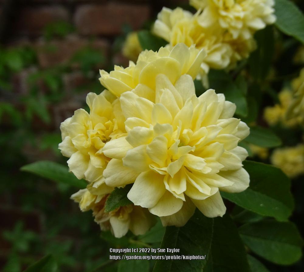 Photo of Lady Banks Yellow (Rosa banksiae 'Lutea') uploaded by kniphofia