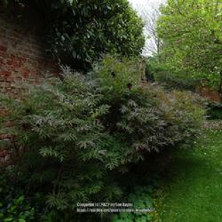 Location: Newby Hall garden, Ripon, Yorkshire UK
Date: 2022-05-15