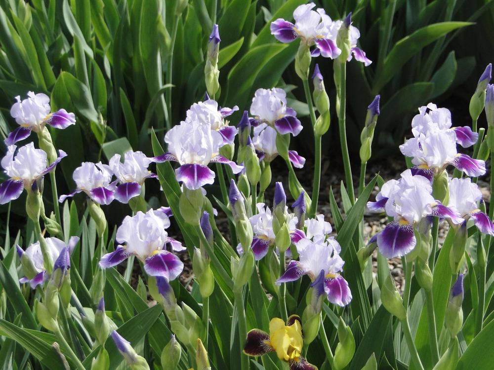 Photo of Miniature Tall Bearded Iris (Iris 'Dividing Line') uploaded by lauriemorningglory