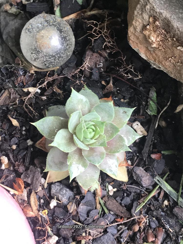 Photo of Hen and Chicks (Sempervivum 'Lilac Time') uploaded by sedumzz